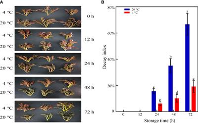 Metabolic profiling and gene expression analysis reveal the quality deterioration of postharvest toon buds between two different storage temperatures